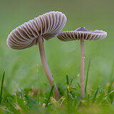 Mushrooms